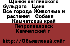 Щенки английского бульдога › Цена ­ 40 000 - Все города Животные и растения » Собаки   . Камчатский край,Петропавловск-Камчатский г.